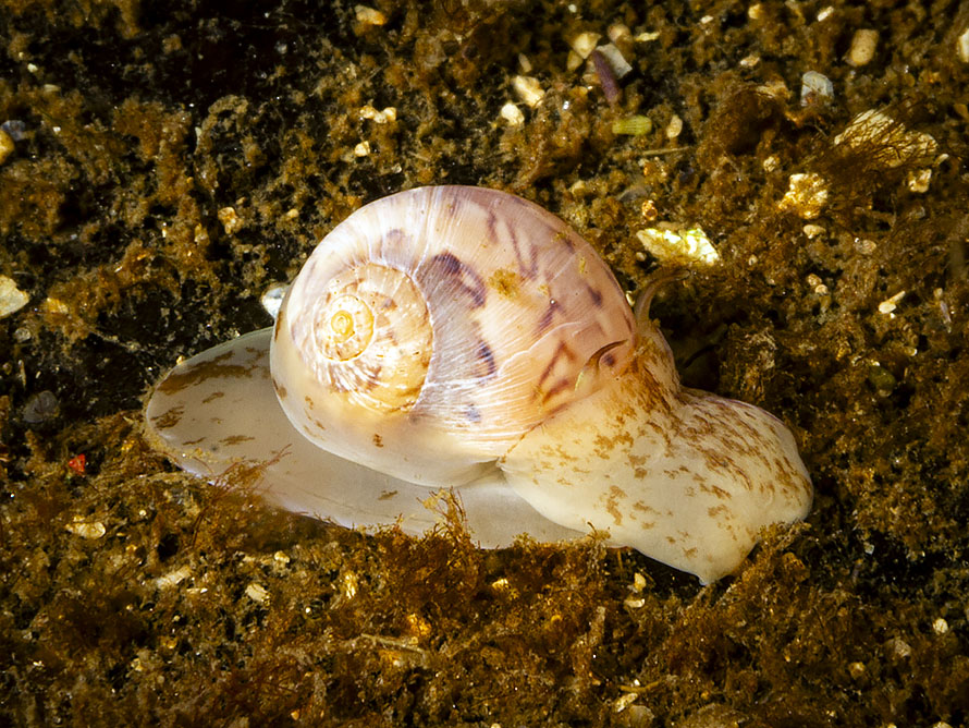 Euspira nitida